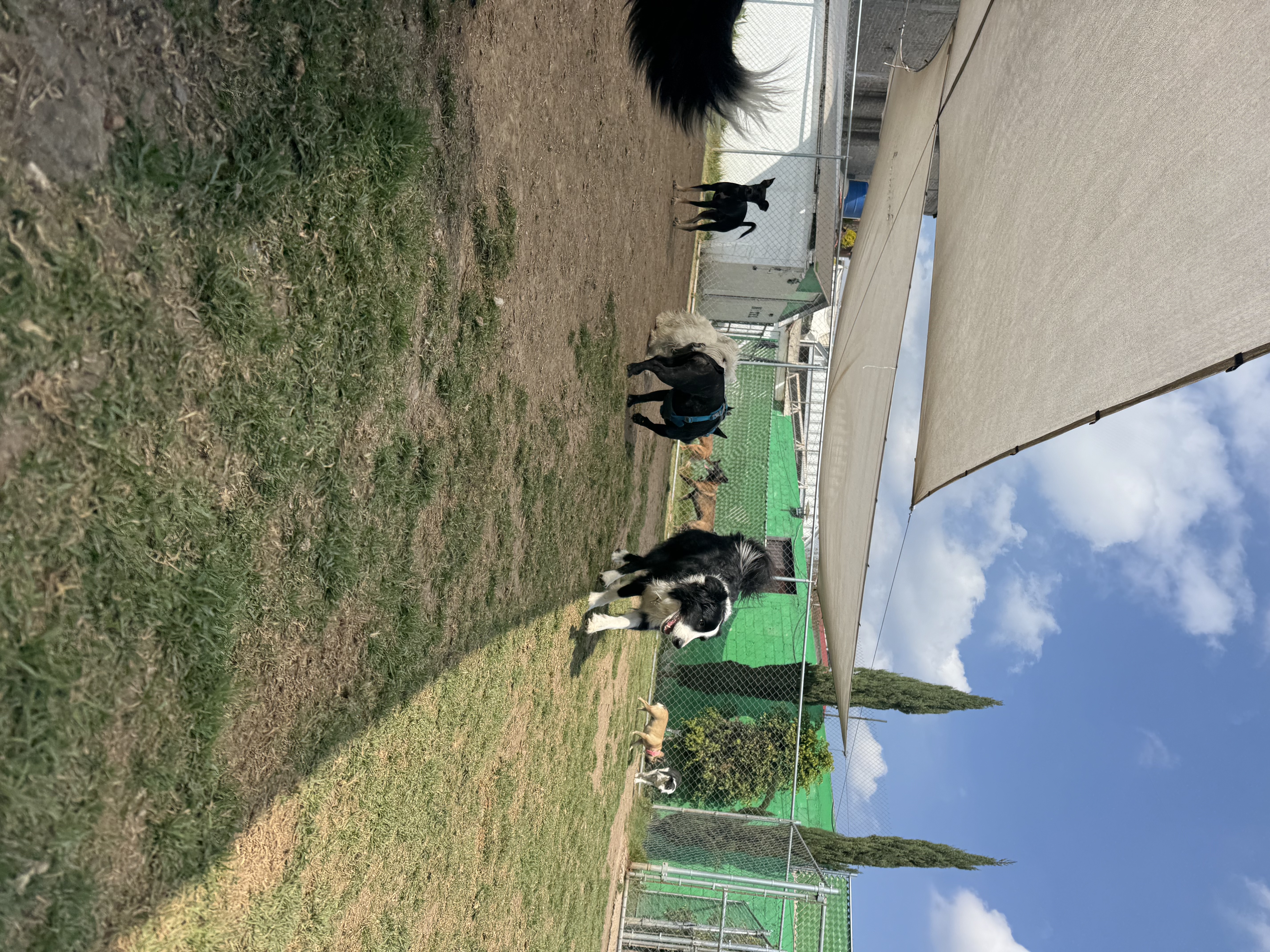 Campos 1