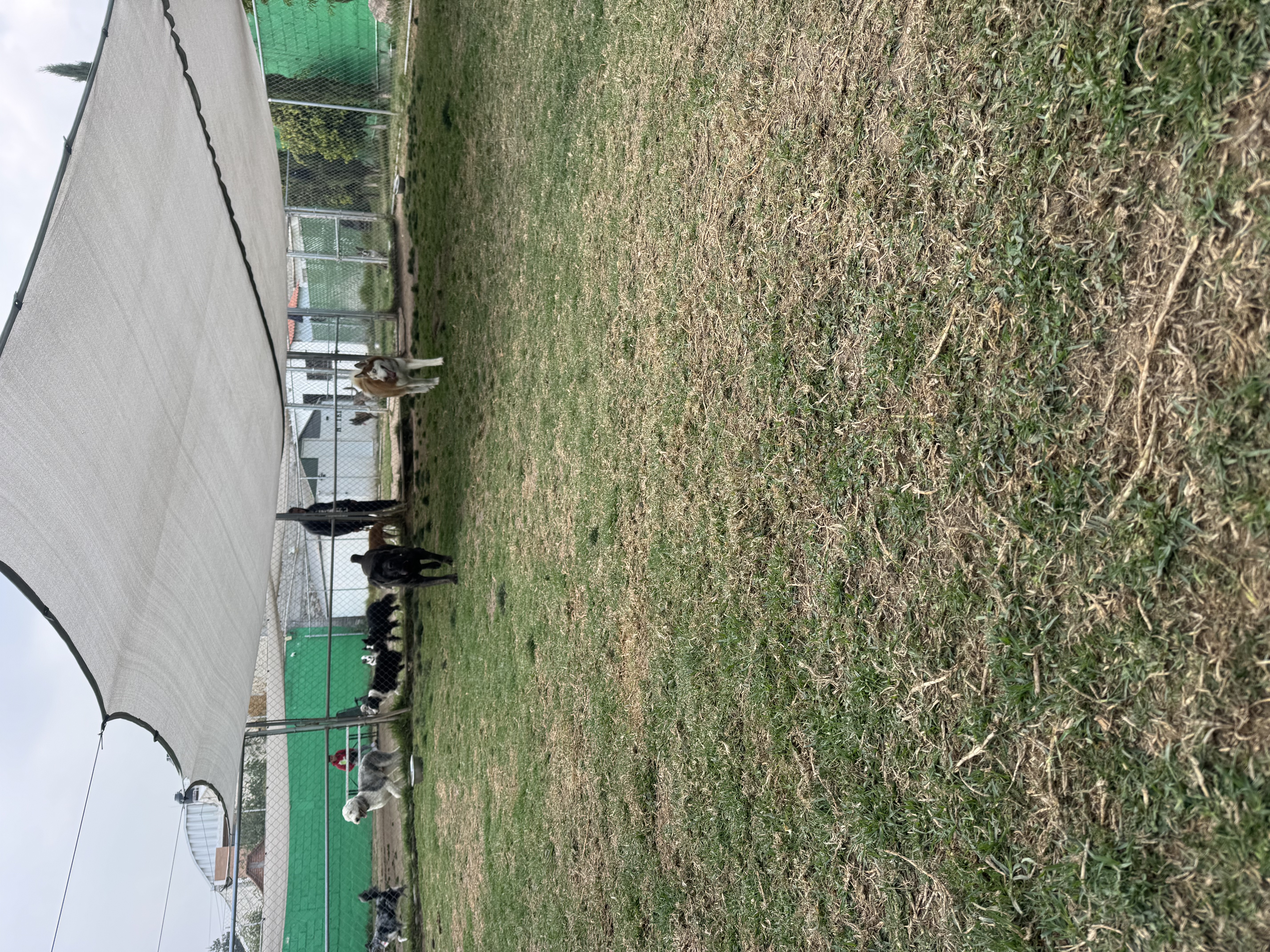 Campos 3